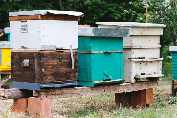 Méhkaptár, a természetben. Szelektív összpontosít — Stock Fotó