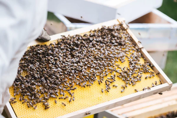 Apiculteur travaillant avec des abeilles dans une ruche — Photo