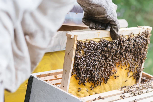 Apicultor trabajando con abejas en colmena — Foto de Stock