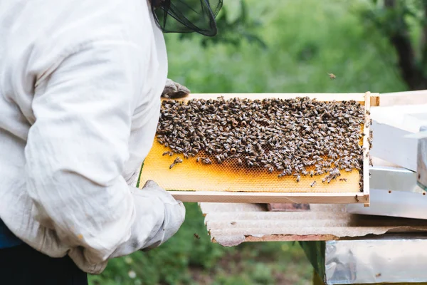 Imker werken met bijen in bijenkorf — Stockfoto