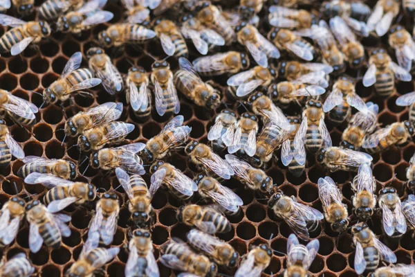 Bijen in bee hive — Stockfoto