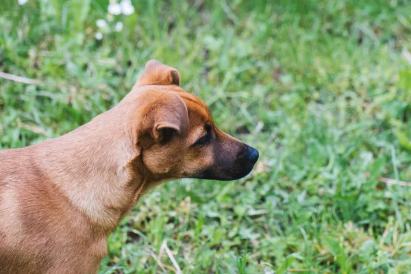 Собака на зеленом поле Стоковое Изображение