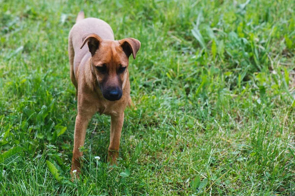 Hund på gröna fält Stockbild