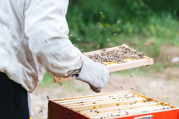 养蜂人和蜜蜂在蜂巢中一起工作 — 图库照片