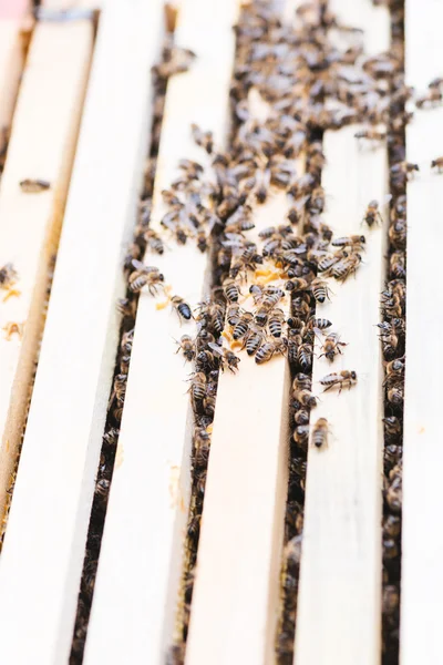 蜜蜂在蜂巢，农业概念 — 图库照片