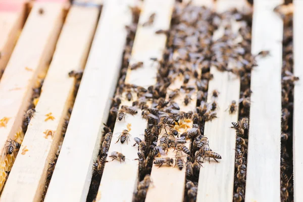 Las abejas en la colmena, concepto de agricultura — Foto de Stock