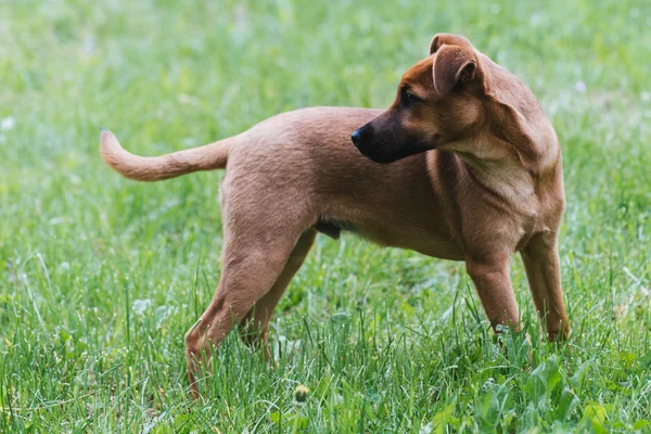 Hund på gröna fält Royaltyfria Stockfoton