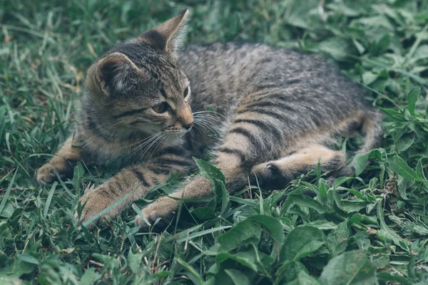 Pequeño gato en la naturaleza . —  Fotos de Stock