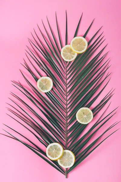 Tranches de citron sur la feuille de palme — Photo
