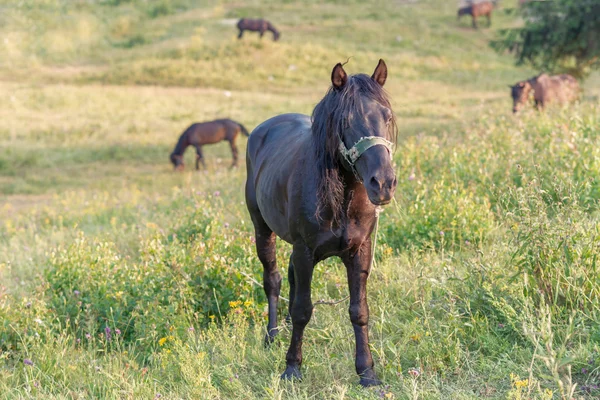 Wild horses in Nature Royalty Free Stock Images