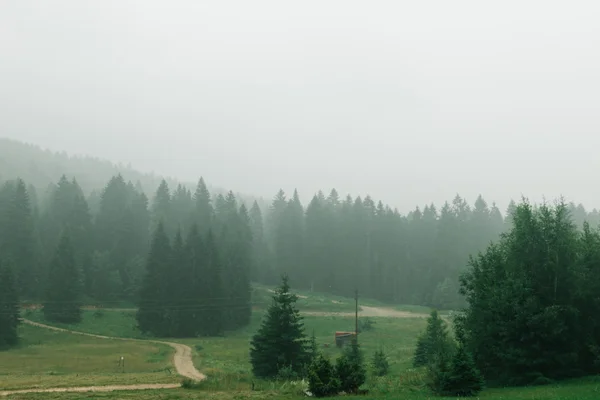 Pine forest in fog Royalty Free Stock Images