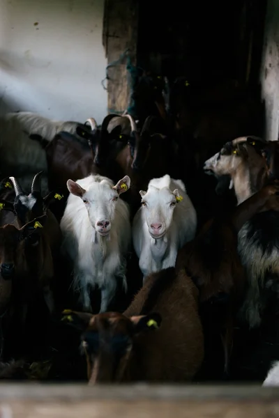 Goats inside the farm Stock Photo