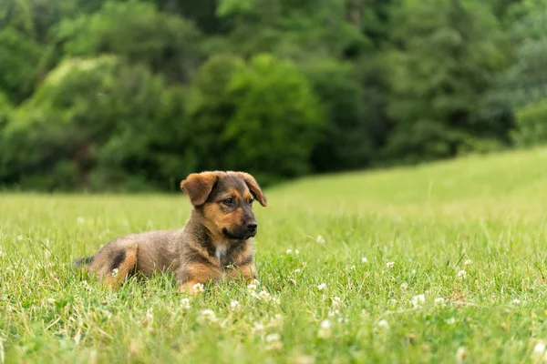 Bir yaşında bir dişi köpek.