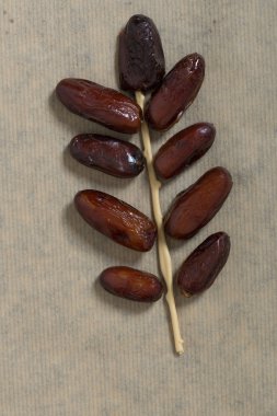 Vintage kağıt üzerinde kurutulmuş tarihleri.