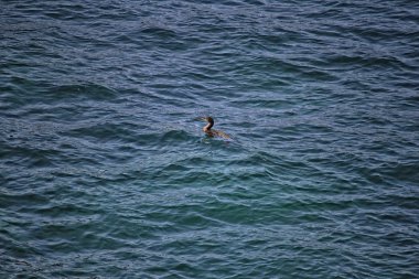 Manzara Celtic Denizi