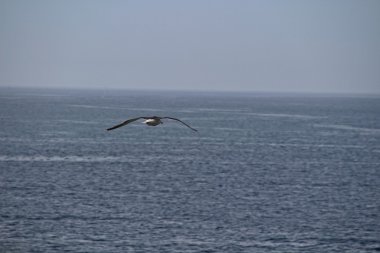 Manzara Celtic Denizi