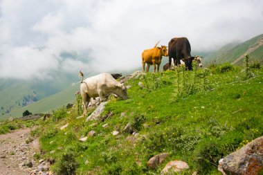 Dağ vadilerin ve tepelerin görünümünü