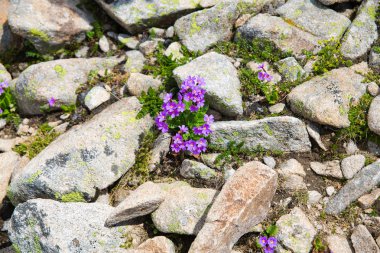 Dağ vadilerin ve tepelerin görünümünü