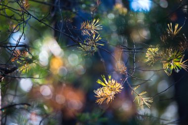 çiçekler ve buketleri