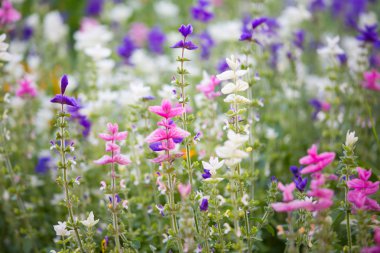 çiçekler ve buketleri