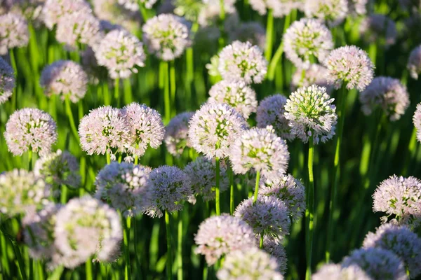 Blumen und Sträuße — Stockfoto