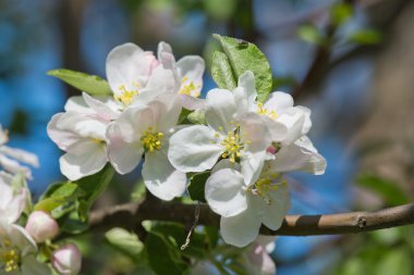 Çiçek açan güzel elma ağacı