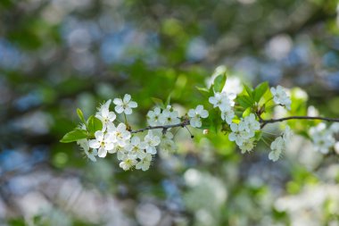 Beyaz kiraz çiçekleri çiçek