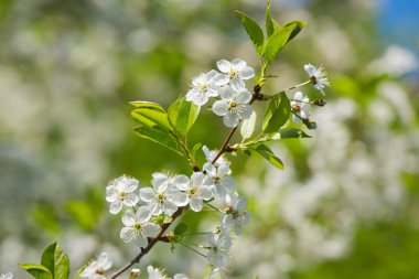 Beyaz kiraz çiçekleri çiçek