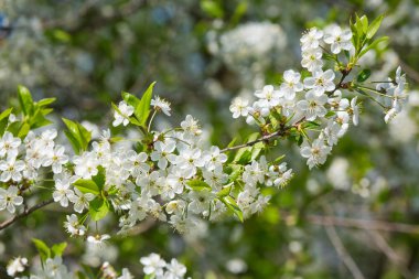 Beyaz kiraz çiçekleri çiçek