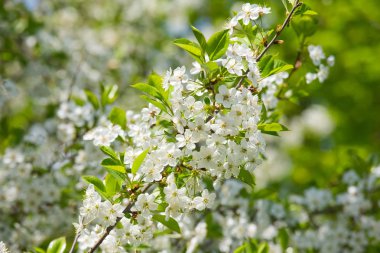 Beyaz kiraz çiçekleri çiçek