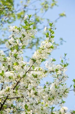Beyaz kiraz çiçekleri çiçek