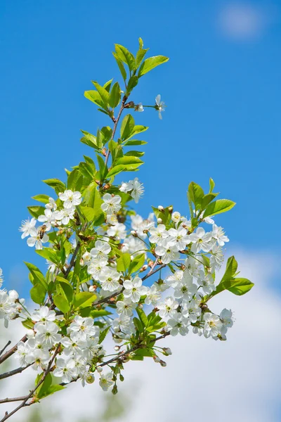 Białe wiśniowe kwiaty w rozkwicie — Zdjęcie stockowe