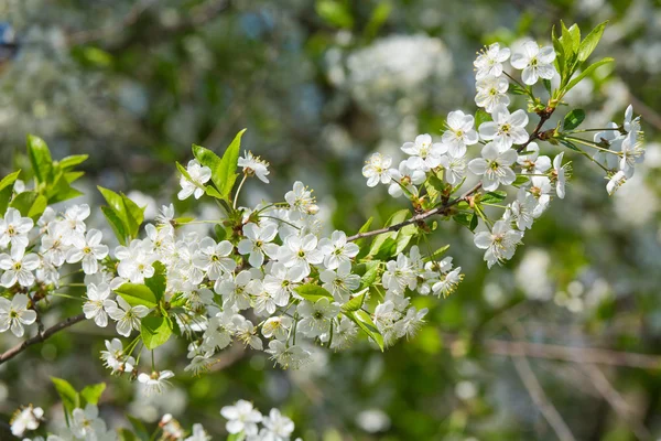 Beyaz kiraz çiçekleri çiçek