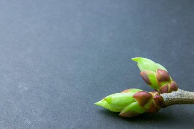 Tomurcukları arka plan gri üzerine swell. Sağ alt köşede tomurcukları