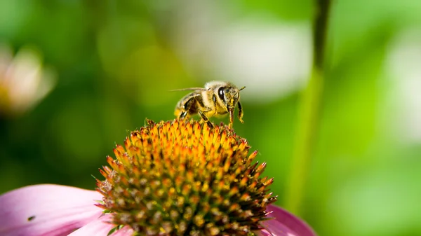 Yeşil doğa arka plan üzerinde bir çiçek pollinating arı