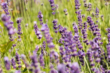 Mor lavanta alan, portre resim, Lavandula angustifolia