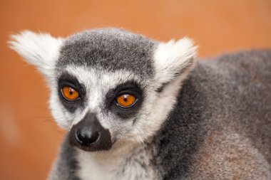 Halka Kuyruklu Lemur