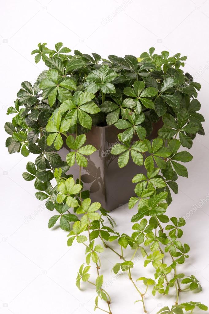 Creeper plant in pot close up — Stock Photo © wwyloeck 93934448