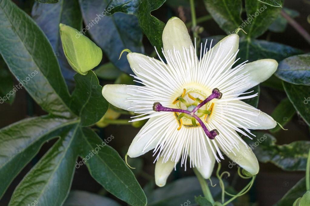 White passion flower — Stock Photo © wwyloeck 93969664