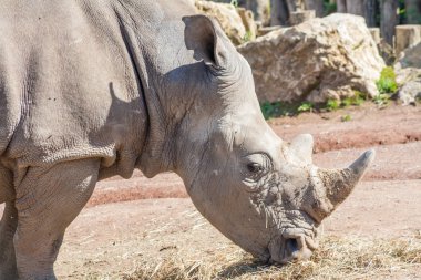 Beyaz rhino kafa vurdu