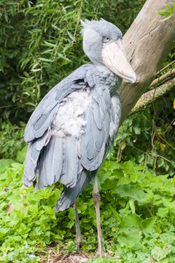 Shoebill leylek - dikey daha büyük