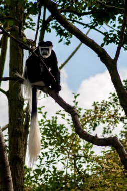 Mantled guereza maymun