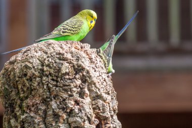 Muhabbet kuşu çift evde beslenen hayvan papağan