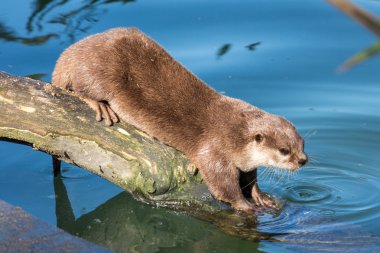 Asian small-clawed otter on a log clipart