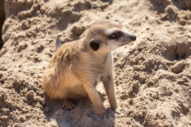 oturarak meerkat