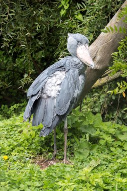 Shoebill leylek - dikey
