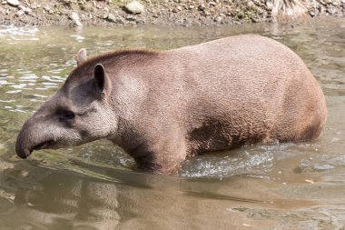Güney Amerika tapiri - tam vurdu