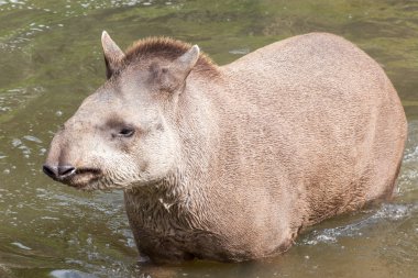 Güney Amerika tapiri - vuruşta baş