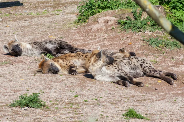 Gefleckte Hyänen ruhen — Stockfoto