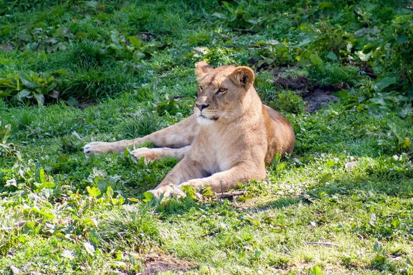 Güneşin altında istirahat dişi aslan — Stok fotoğraf